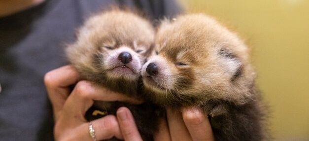Zoo Knoxville celebrates birth of two Red Panda cubs