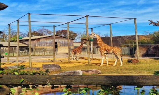 More than a day at the Zoo: How Zoo Knoxville is inspiring the next generation