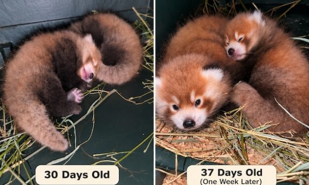 Tiny faces, bright futures: Red Panda cubs reach another milestone