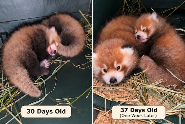 Tiny faces, bright futures: Red Panda cubs reach another milestone