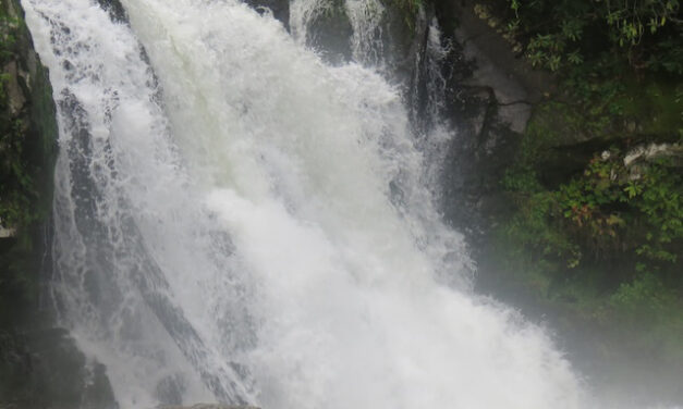 Hiking with Harrington: Abrams Falls Trail delivers wildflowers and a Smokies favorite