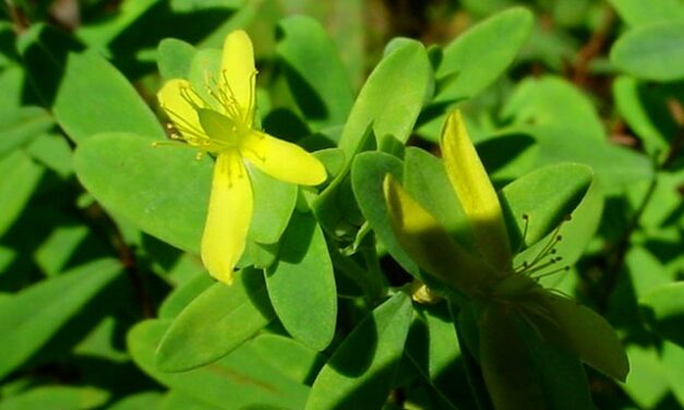 Hiking with Harrington: Old Sugarlands Trail shows late-summer color