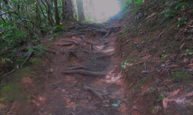 Hiking with Harrington: West Prong Trail offers beauty beyond the blooms