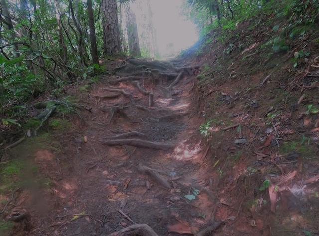 Hiking with Harrington: West Prong Trail offers beauty beyond the blooms