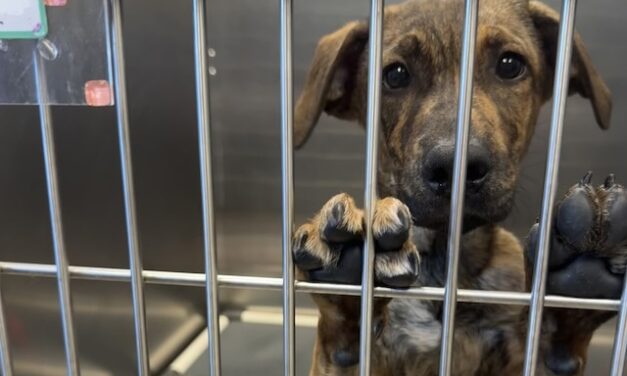 Avery’s puppyhood shouldn’t be spent in a shelter!