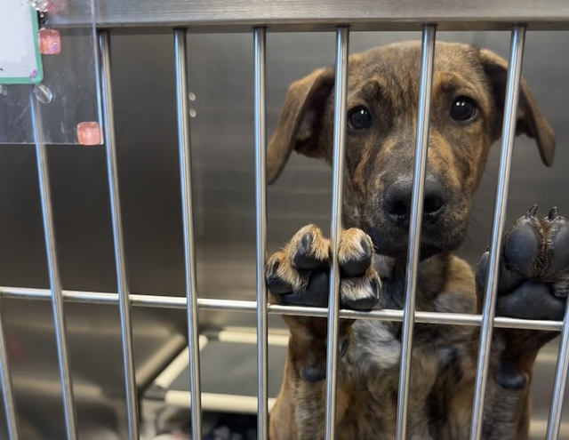 Avery’s puppyhood shouldn’t be spent in a shelter!