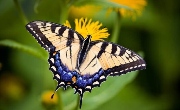 11th Annual UT Arboretum Society Butterfly Festival  returns August 29