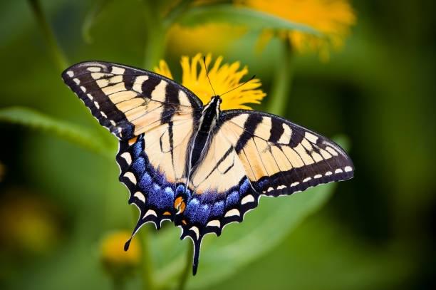 11th Annual UT Arboretum Society Butterfly Festival  returns August 29