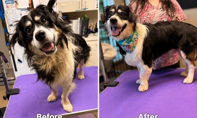 Who does the Humane Society recommend for grooming?