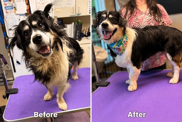 Who does the Humane Society recommend for grooming?