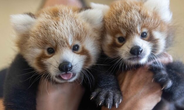 Help Zoo Knoxville name its newest red panda cubs
