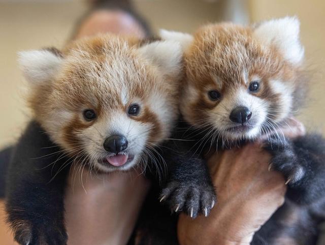 Help Zoo Knoxville name its newest red panda cubs