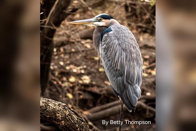 ‘Is Bare-naked Birding for You?’: A Zoom presentation September 3