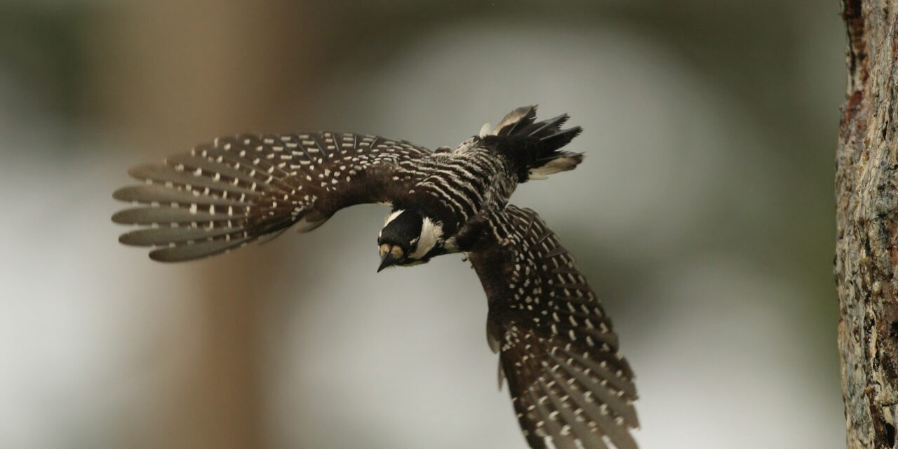 Return of the red-cockaded woodpecker