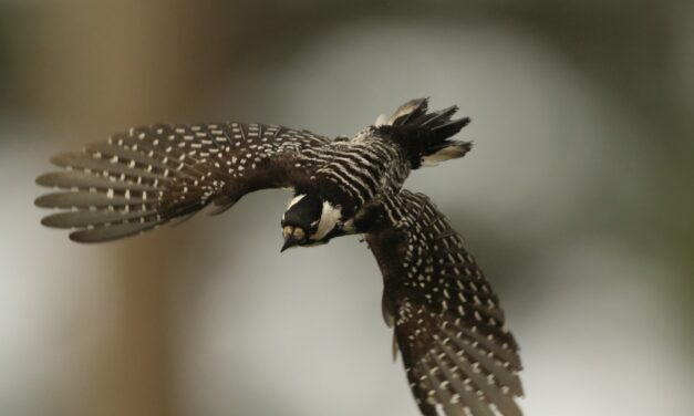 Return of the red-cockaded woodpecker