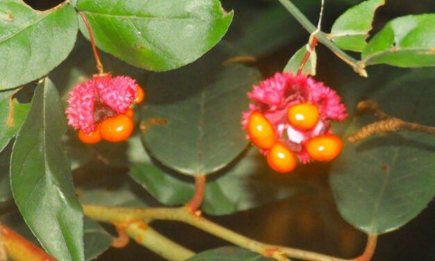 Hiking with Harrington: Little River Trail offers late-summer wildflowers
