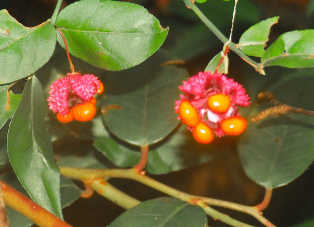 Hiking with Harrington: Little River Trail offers late-summer wildflowers