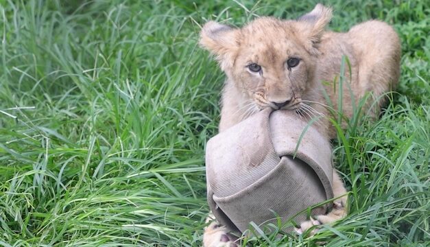 Bisky gets enrichment toy