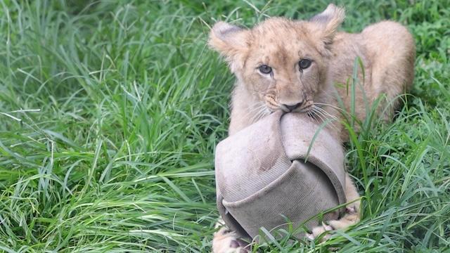 Bisky gets enrichment toy