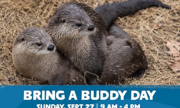 Bring a buddy — for free — to Zoo Knoxville this Sunday