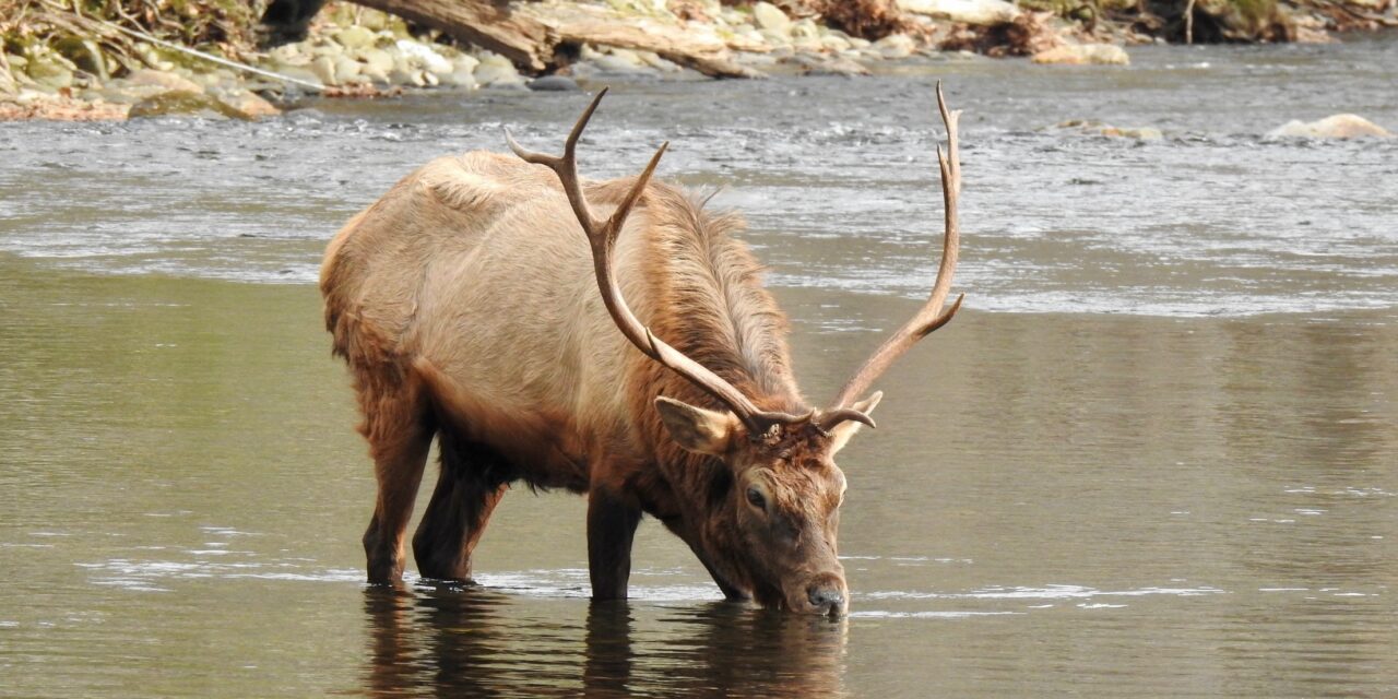 A silver anniversary for Smokies Elk