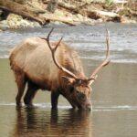 A silver anniversary for Smokies Elk