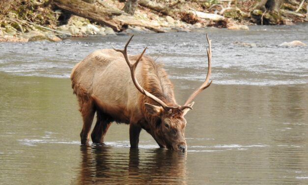 A silver anniversary for Smokies Elk