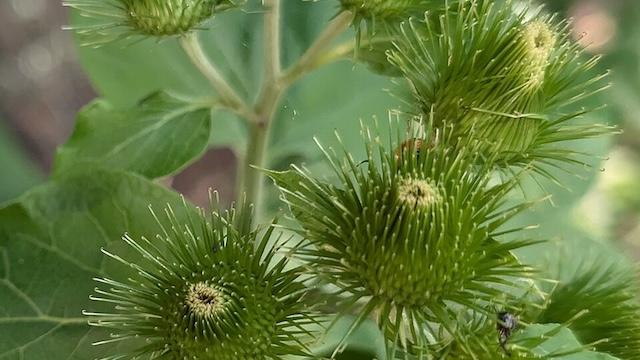 Bizarre Bytes: How a walk with a dog helped invent Velcro