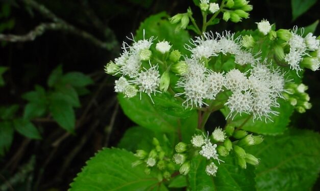Hiking with Harrington: Porter Creek Trail