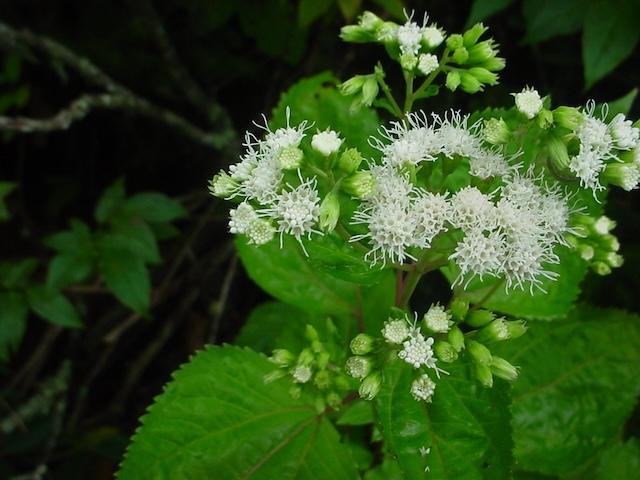 Hiking with Harrington: Porter Creek Trail