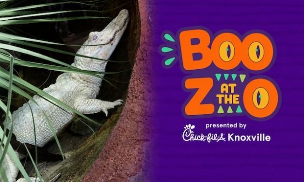 Albino alligator arrives in time for BOO! at the Zoo’s return to Zoo Knoxville