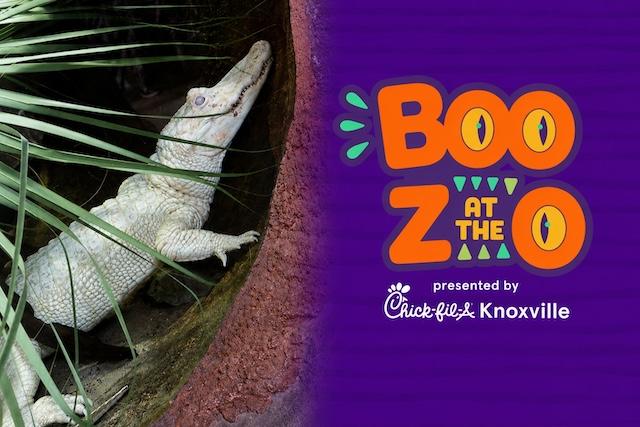 Albino alligator arrives in time for BOO! at the Zoo’s return to Zoo Knoxville