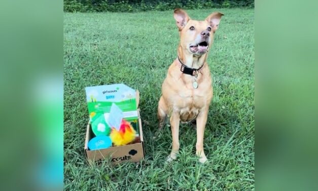 Girl Scouts bring BarkBox treats to shelter dogs