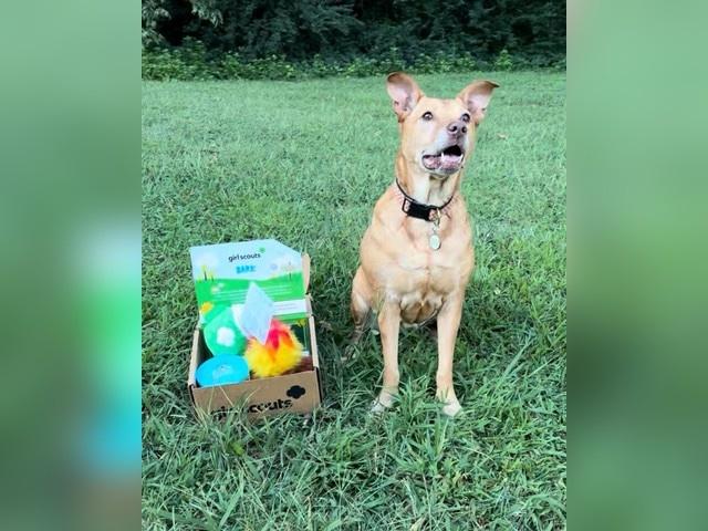 Girl Scouts bring BarkBox treats to shelter dogs