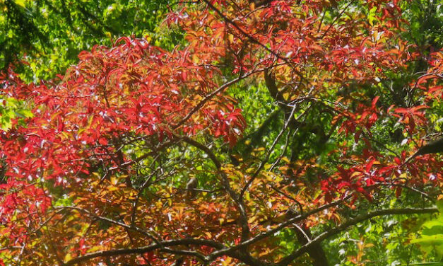 Hiking with Harrington: Fall wildflowers brighten Turkey Pen Trail