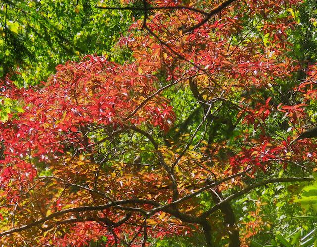 Hiking with Harrington: Fall wildflowers brighten Turkey Pen Trail