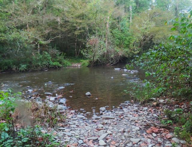 Hiking with Harrington: Wildflowers and early fall color on Rabbit Creek Trail