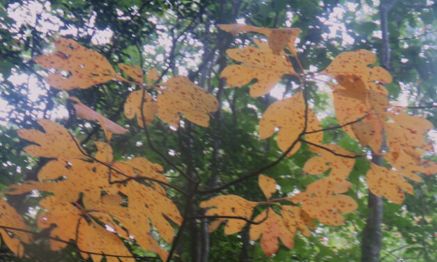 Hiking with Harrington: Fall wildflowers and foliage along Crooked Arm Trail