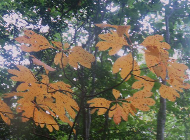Hiking with Harrington: Fall wildflowers and foliage along Crooked Arm Trail