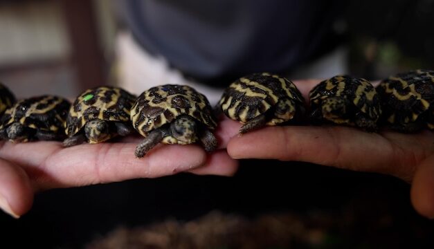 Zoo Knoxville wins top national conservation award