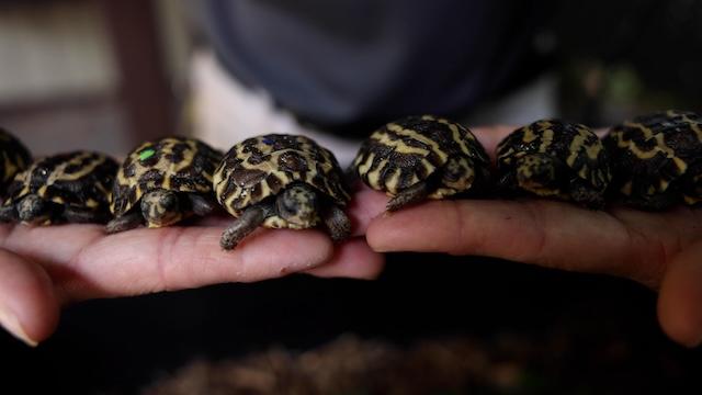 Zoo Knoxville wins top national conservation award