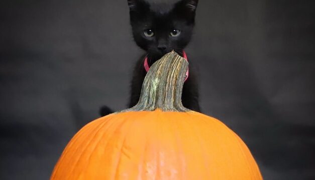 Black Cats of Boo bring adoptable cats to Zoo Knoxville