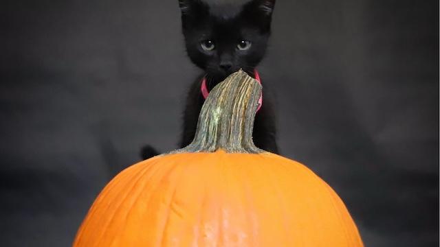 Black Cats of Boo bring adoptable cats to Zoo Knoxville