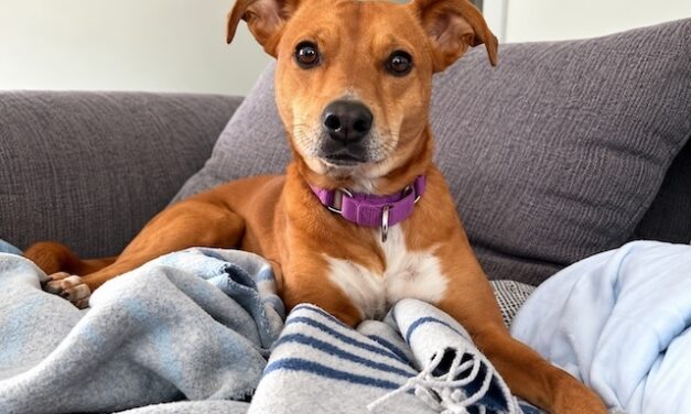 Max has been waiting for his person for more than a year
