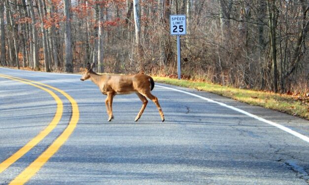 Deer are on the move: Is your auto insurance ready?