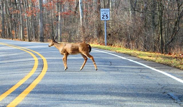 Deer are on the move: Is your auto insurance ready?