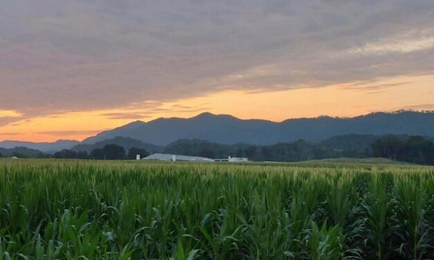 Youth Scoop: Corn mazes, pumpkin patches and fall adventures await
