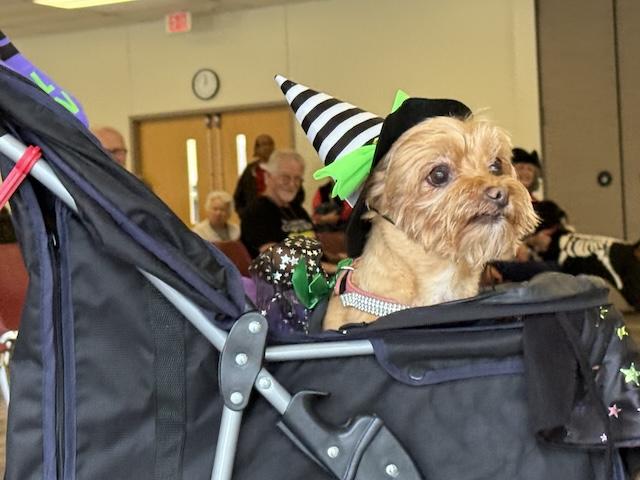 O’Connor Senior Center invites pets to Howl-O-Ween parade