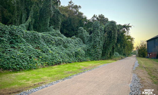Let’s Talk: Outdoors — New trees for SoKno, bats worth saving and adventures after dark