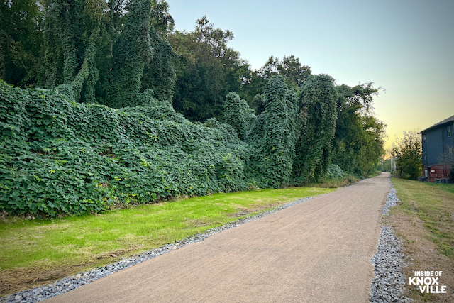 Let’s Talk: Outdoors — New trees for SoKno, bats worth saving and adventures after dark